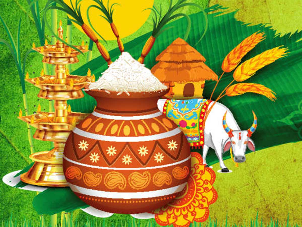 About Pongal History Importance and Significance