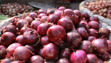 onions 2