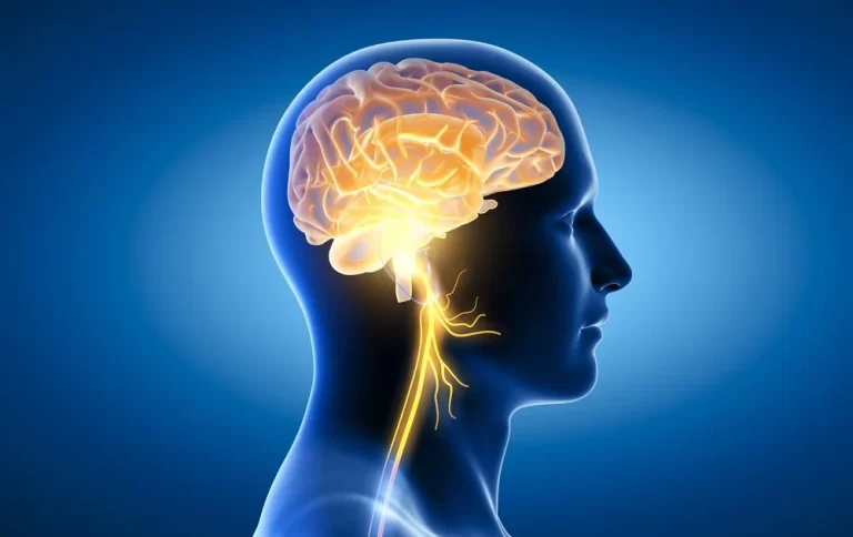 Brain