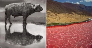 lake natron tanzania