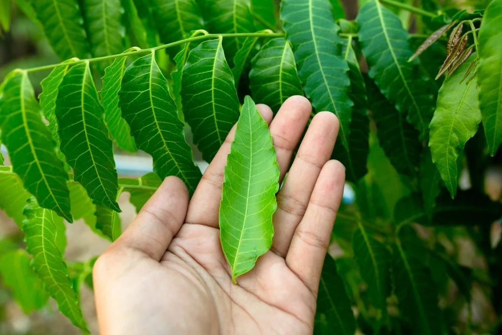 neem leaves benefits