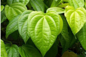 வெற்றிலை