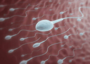 sperm
