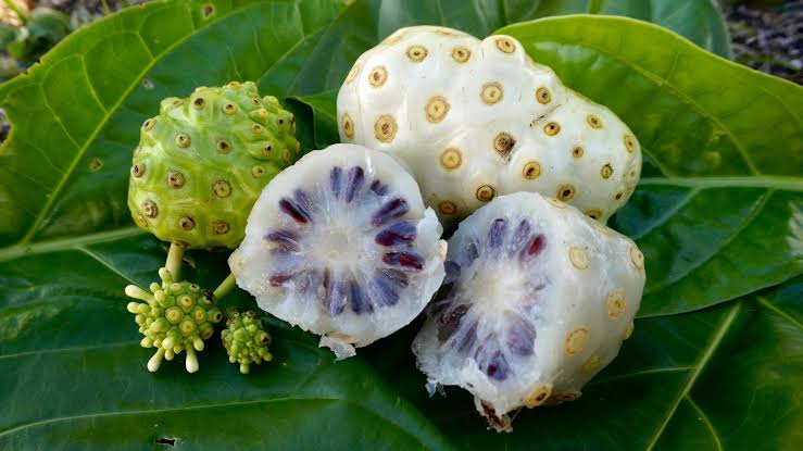 noni fruit